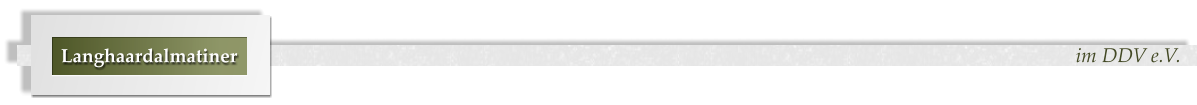 im DDV e.V. Langhaardalmatiner