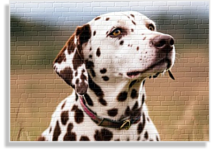 weiß-braunder Dalmatiner Deckrüde im DDV e.V.