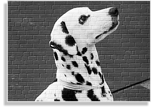 Dalmatiner in weiß-schwarz im DDV e.V.