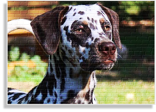 weiß-braune tricolor Dalmatinerhündin im DDV e.V.