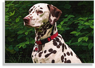 weiß-braune Dalmatinerhündin im DDV e.V.