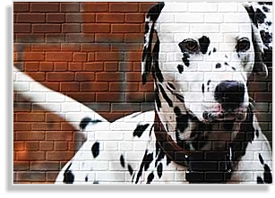 Charly Dalmatiner Deckrüde im DDV e.V.