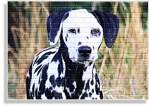 Dalmatinerhündin mit Platte im DDV e.V.