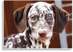 Dalmatinerhündin weiß-braun im DDV e.V.