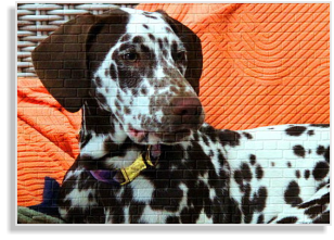 Dalmatinerrüde weiß-braun mit Platte im DDV e.V.