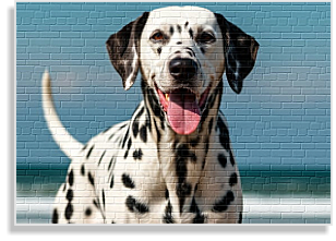 Dalmatiner Deckrüde im DDV e.V.