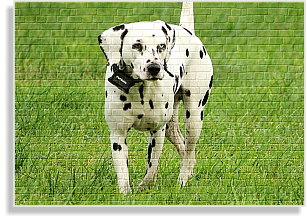 weiß-schwarze Dalmatinerhündin im DDV e.V.