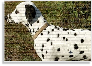 Dalmatinerwelpe in weiß-schwarz 