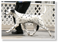 Can CH ECHOVIEWS POP A TOP (LUA N/N)