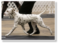 ECHOVIEWS LITTLE ROCK (LUA N/Hu)