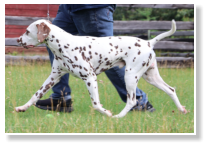 ECHOVIEWS BOOM GOES THE DYNAMITE (LUA N/Hu)