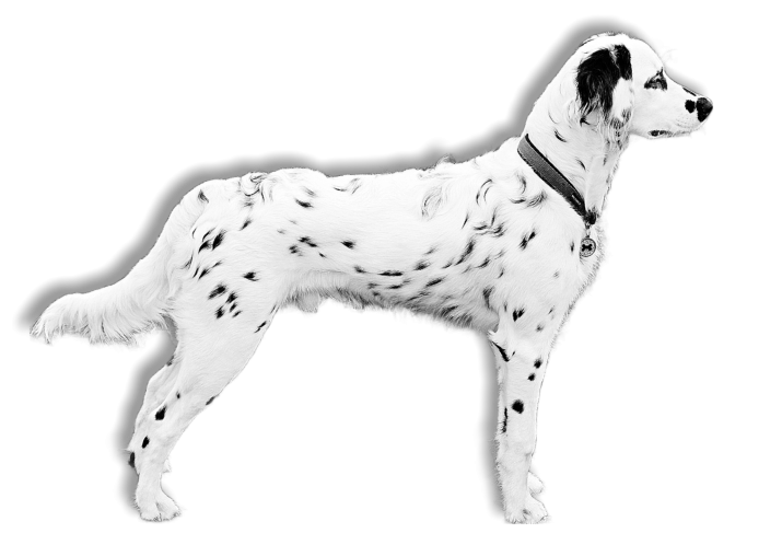 Mahatma Gandhi v. d. hohen Würde