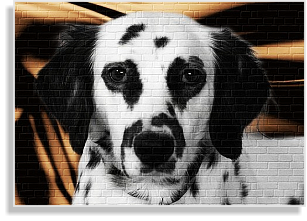 weiß-schwarzer Langhaardalmatiner Deckrüde