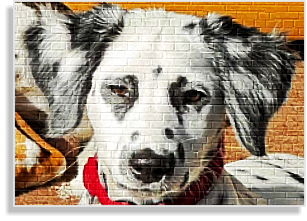 Langhaardalmatiner in weiß-sdchwarz im DDV e.V.