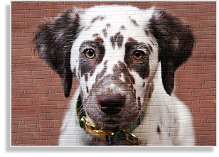 Langhaardalmatiner in weiß-braun im DDV e.V.