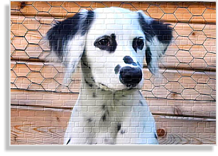 Langhaardalmatiner im DDV e.V.