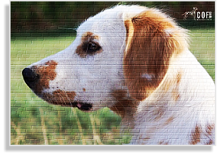 Lemon Langhaardalmatiner im DDV e.V.