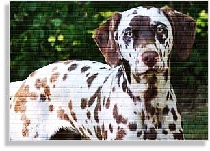 weiß-braune Dalmatinerhündin mit Platte im DDV e.V.