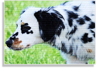 weiß-schwarze tricolor Dalmatinerhündin im DDV e.V.