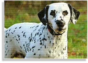 weiß-schwarze Dalmatinerhündin Langhaarträgerin