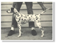 Stocklore Stipples (1. AKC eingetragener LUA)