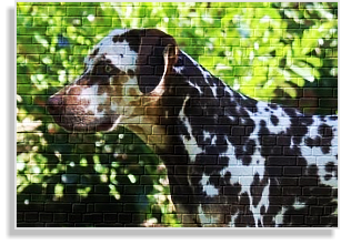 weiß-brauner tricolor Dalmatiner Deckrüde im DDV e.V.