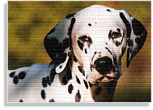 weiß-schwarzer Dalmatiner im DDV e.V.