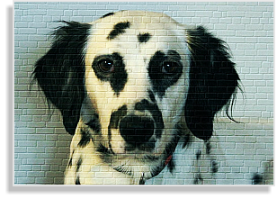 weiß-schwarzer Langhaardalmatiner Deckrüde