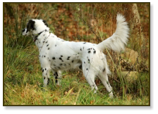 COF Spots Solstice River (Langhaar LUA N/Hu)